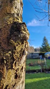 Tree trunk close-up with backyard greenery Foto stock