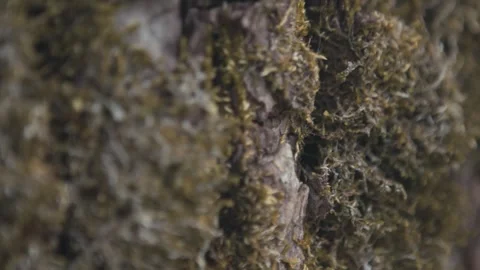 Tree trunk close up, bark and moss texture macro and detail Stock Footage 276096606