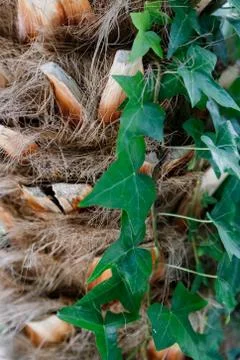 Tree trunk close up, bark texture Stock Photos