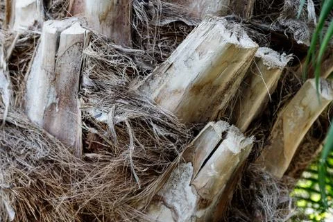 Tree trunk close up, bark texture Stock Photos