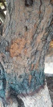 Tree trunk close up, bark texture blu and white Stock Photos