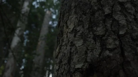 Tree Trunk Close-Up with Dense Forest Background Stock Footage 288902450