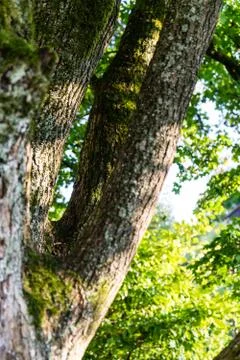 Tree trunk close up with leaf and light shinging through Stock Photos