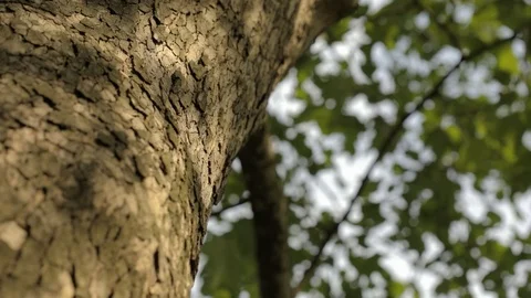 Tree trunk close up, maple trunk close up, textured tree bark close up 库存影片 98231715