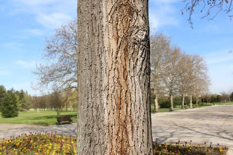 Tree trunk close up in the Park Stock Photos