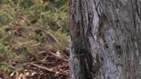 Tree trunk close-up at the park Foto stock