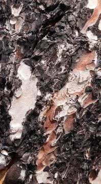 Tree trunk close up Stock Photos