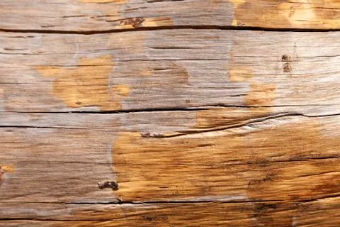 Tree trunk close up Stock Photos