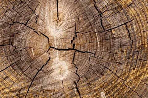 Tree trunk close up Stock Photos