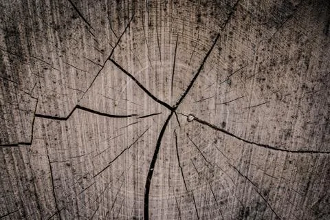 Tree trunk close-up Stock Photos