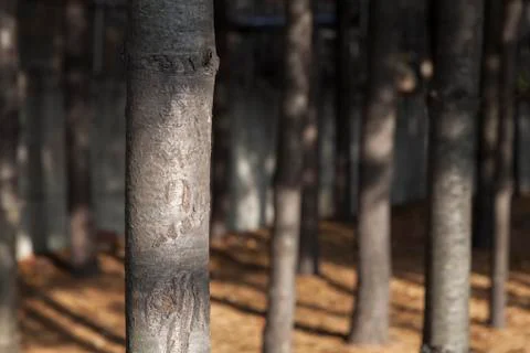 Tree trunk close-up Stock Photos
