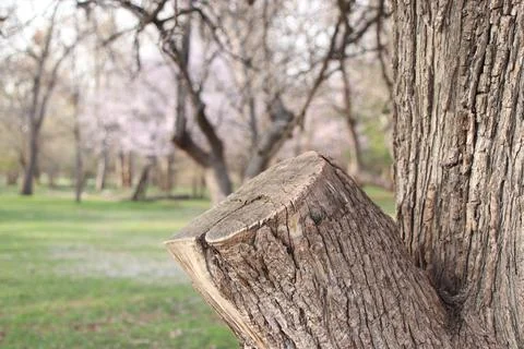 Tree trunk close up Stock Photos