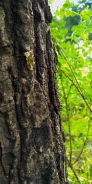 Tree trunk close up photo Stock Photos