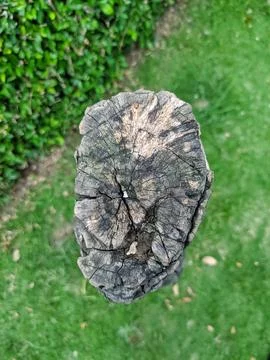 A tree trunk with close-up photo Stock Photos