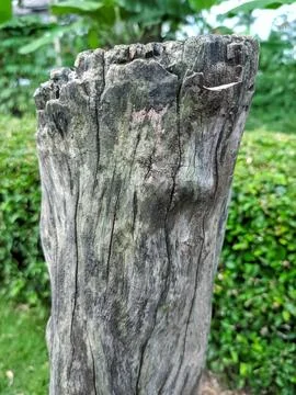A tree trunk with close-up photo Stock Photos