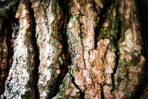 Tree trunk close up photograph Stock Photos