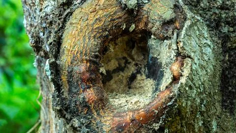 A tree trunk close up reveals a large, Rough bark in brown, grey, and orange Stock-Fotos