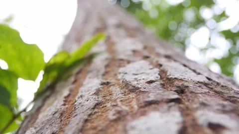 Tree Trunk Close Up Shot Stock Footage 246864663