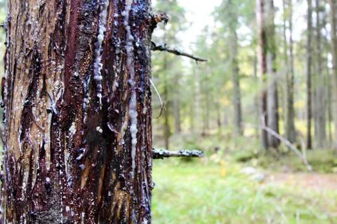 Tree trunk close-up. There is bark and hardened resin on the tree. In the bac Stock Photos