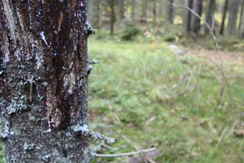 Tree trunk close-up. There is bark and hardened resin on the tree. In the bac Stock Photos
