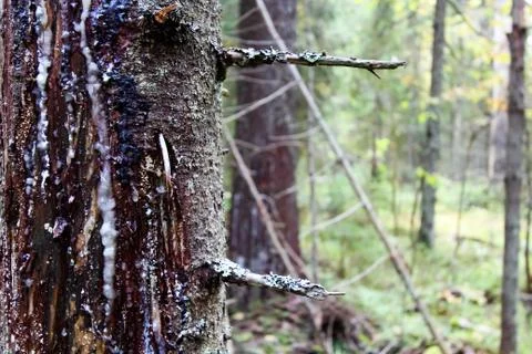 Tree trunk close-up. There is bark and hardened resin on the tree. In the bac Stock Photos