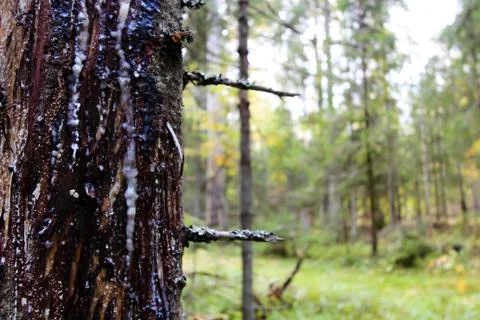 Tree trunk close-up. There is bark and hardened resin on the tree. In the bac Stock Photos