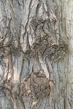 Tree trunk, close-up. Tree bark texture. Natural background. The rough, crack Stock Photos