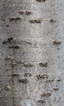 Tree trunk close-up..Tree trunk close-up Stock Photos