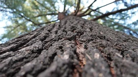 Tree trunk close up, upward view Stock Photos