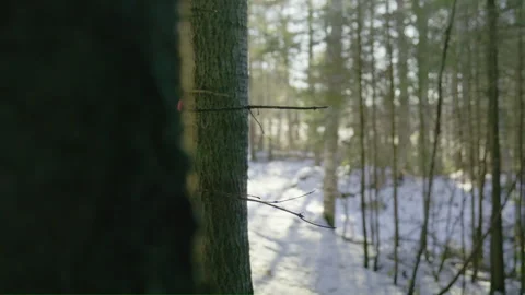 Tree trunk close up view in bright winter forest focus pull on the other tree Stock Footage 255995541