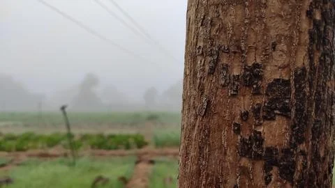 Tree trunk close up view with fog over the agricultural field Stock Photos