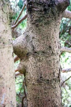 Tree trunk close up view in forest Stock Photos