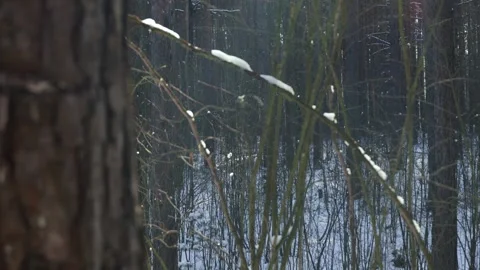 Tree trunk close-up in winter forest Stock Footage 302082339
