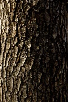 Tree trunk closeup background wallpaper Foto stock