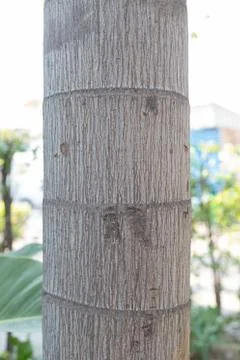 Tree trunk closeup Foto stock
