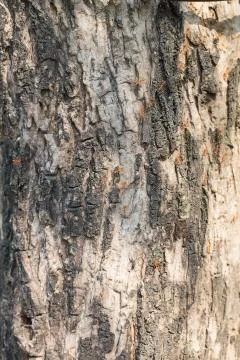 Tree trunk closeup Foto stock