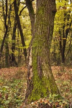 Tree Trunk Closeup Stock Photos