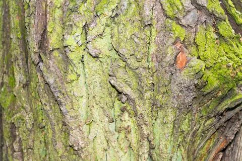 Tree trunk closeup on a summer day. Stock Photos
