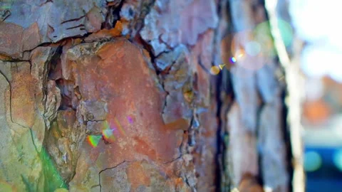 Tree trunk with colorful lens flare Stock Footage 133653147