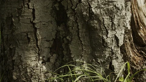 Tree trunk of common beech 4K video Stock Footage 160140371