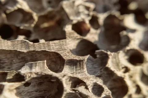 The tree trunk is corroded insects texture of wood a contrast photo Stock Photos