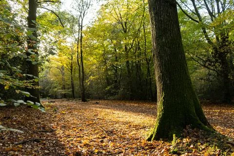 Tree trunk cover in moss Foto stock