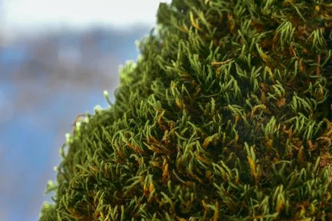 Tree trunk covered with beautiful moss Stock Photos