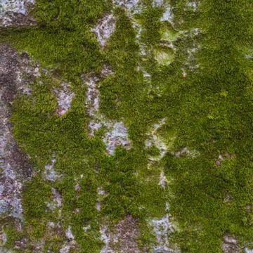 Tree trunk covered in bright green moss. Stock Photos