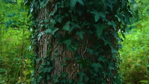 Tree trunk covered with climbing ivy in lush green woodland. Close-up view Stock Footage 339281220