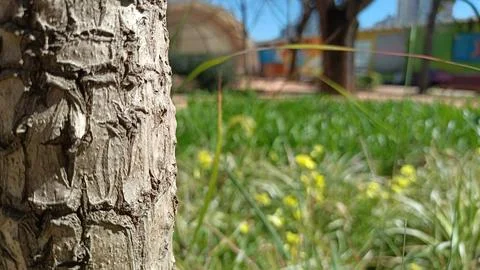 A tree trunk covered with cracks grows in the garden against the background of Stock Photos
