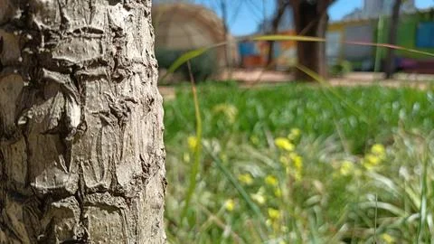 A tree trunk covered with cracks grows in the garden against the background of Stock Photos