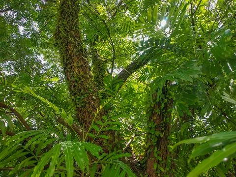 Tree trunk covered with dragon scale fern Stock Photos