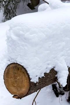 Tree trunk covered with fresh snow in winter Foto stock