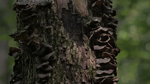 Tree trunk covered with fungi Video stock 287936423